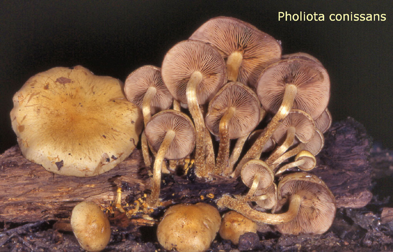 Pholiota conissans-amf1447.jpg - Pholiota conissans ; Syn1: Flammula conissans ; Syn2: Dryophila conissans ; Nom français: Pholiote poudreuse